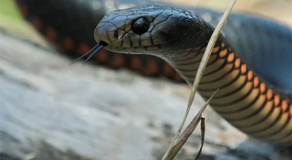 Australia: A caccia di serpenti