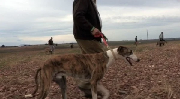 Don Bonifacio y Los Galgos