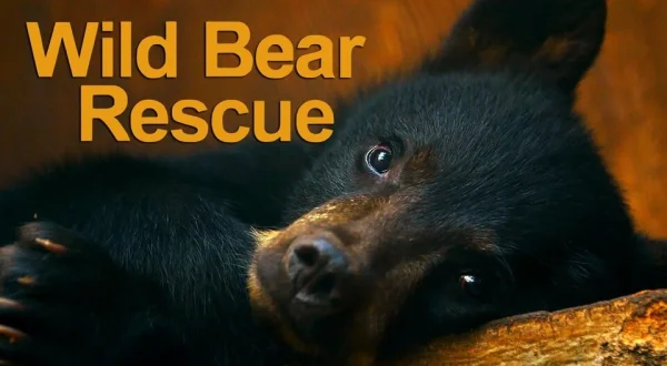 Wild Bear Rescue