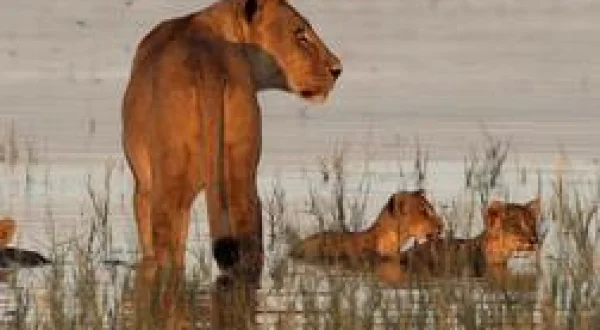La rive aux lions
