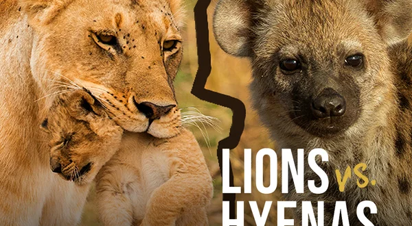 Lions versus Hyenas