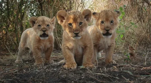 Serengeti