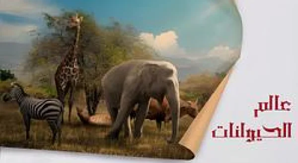 World Of Animals
