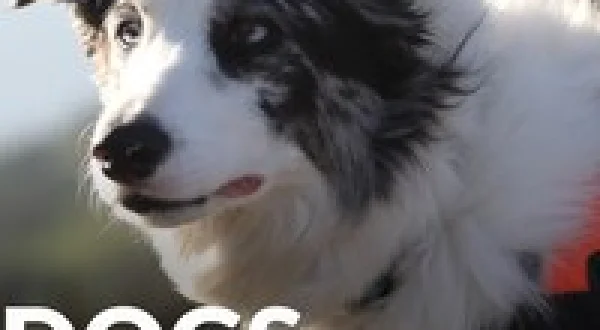 Dogs With Extraordinary Jobs