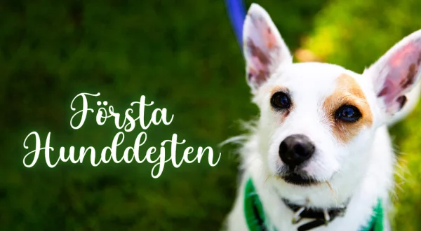 Första hunddejten