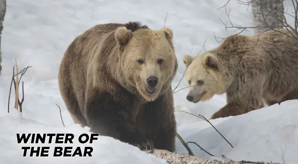 Winter of the Bear