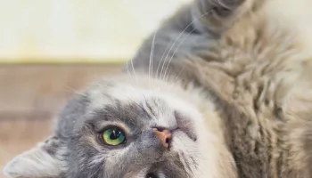 El descanso de los gatos
