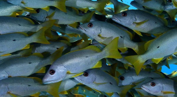 Die Tuamotu-Inseln: Naturwunder in der Südsee