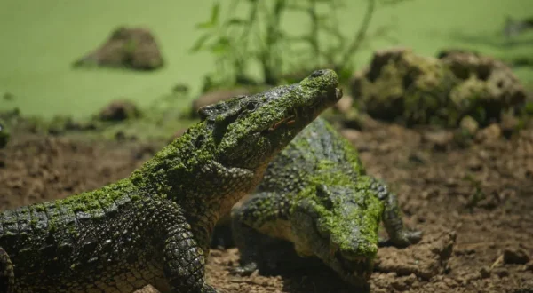 Wild Crocs of the Caribbean