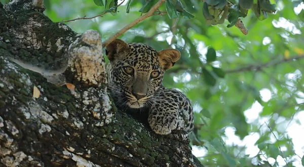 Σρι Λάνκα: Δυναστεία των Λεοπαρδάλεων | Sri Lanka: Leopard Dynasty