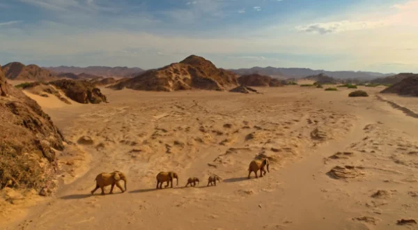 El Kalahari, la otra ley de la selva