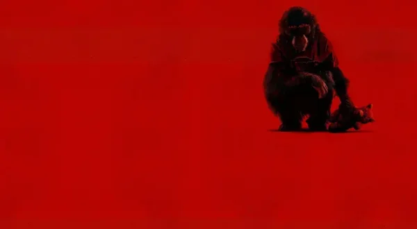 Primate