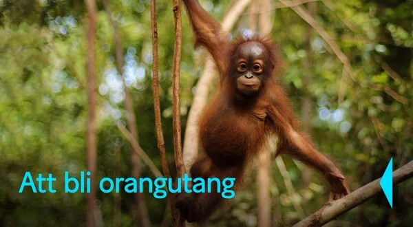 Att bli orangutang