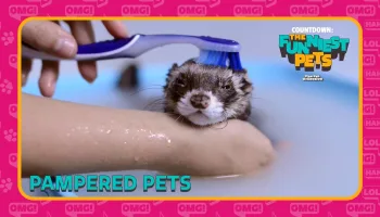 Countdown: The Funniest Pets