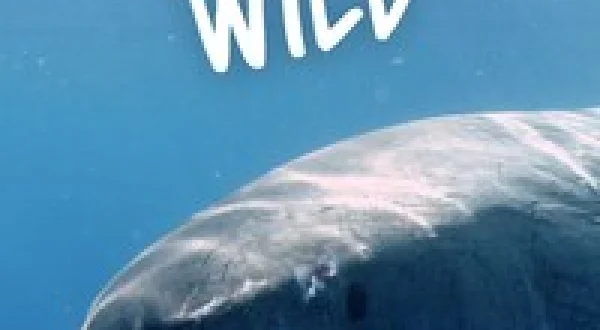 Great Blue Wild
