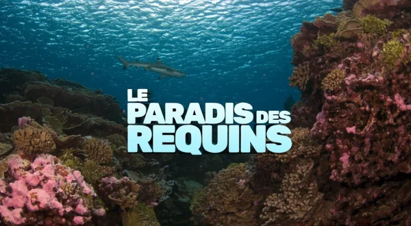 Le paradis des requins