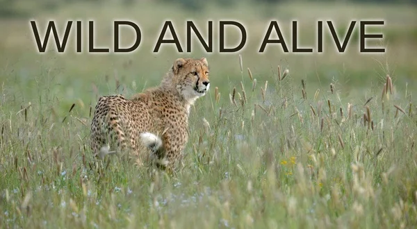 Wild and Alive