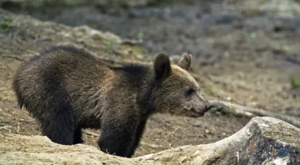 Carpathian Predators