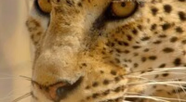 Africa's Hunters