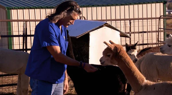Tierarzt Dr. Jeff – Der Rocky Mountain Doc