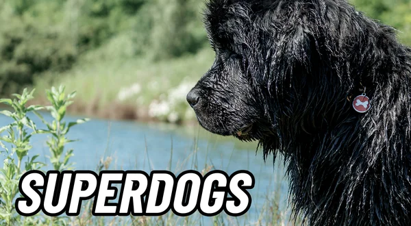 Super Dogs
