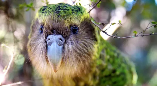 New Zealand: Earth's Mythical Islands
