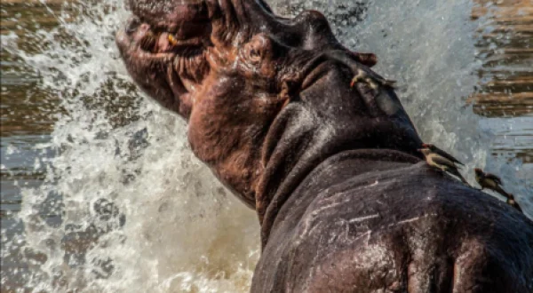 Africa's River Titans