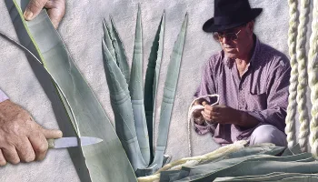 Cuerdas naturales con hojas de pita o agave. Golpeo, separado y trenzado de sus fibras en el campo