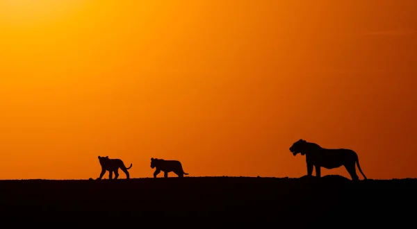 Desert Lions: Surviving At Skeleton Coast