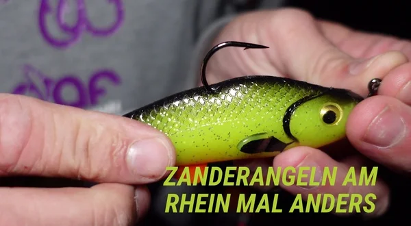 Zanderangeln am Rhein mal anders