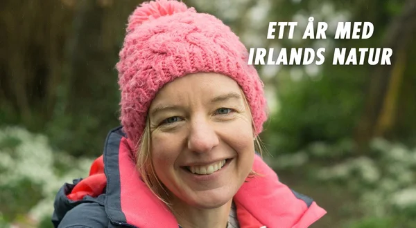 Ett år med Irlands natur