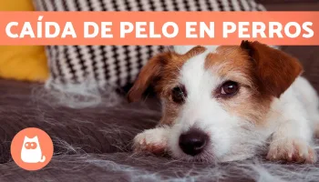 Tips para vivir con perros