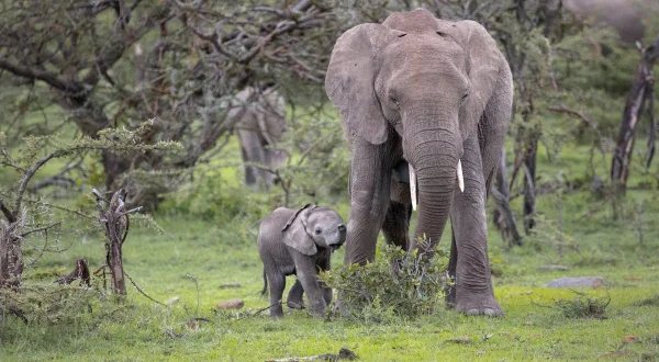 Ο Κόσμος ενός Ελέφαντα | An Elephant's World