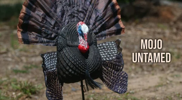 Mojo Untamed