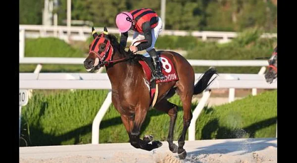 グリーンチャンネル地方競馬中継（ネクストスター園田・園田）