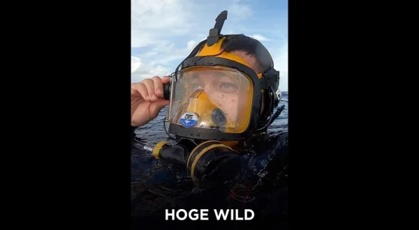 Hoge Wild