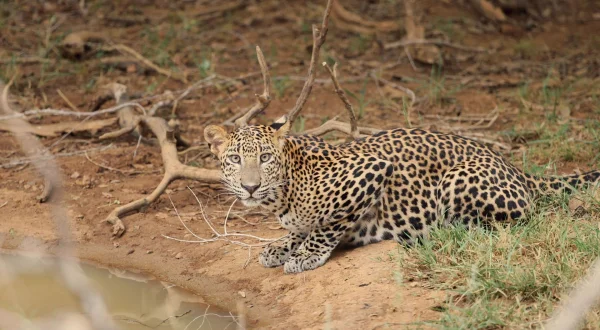 Sri Lanka: Leopard Dynasty