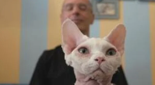 Heureux comme un chat