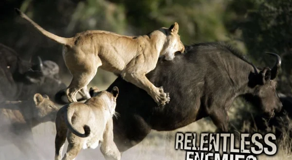 Relentless Enemies