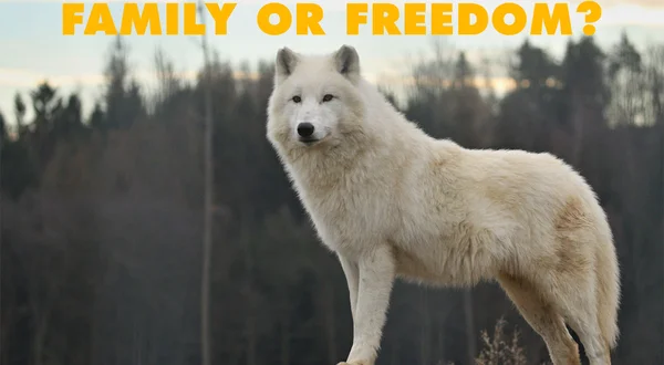 A Wolf's Choice - Family or Freedom?