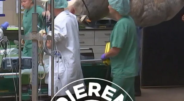 Dierendokters 24/7