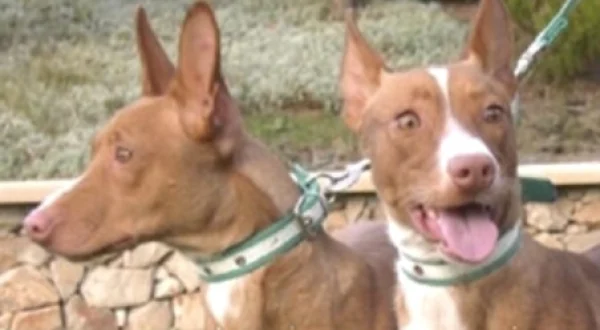 Beleza e Caça dos Manetos