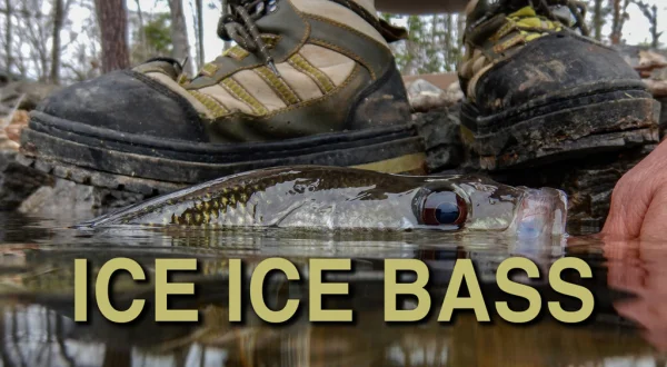 Ice Ice Bass