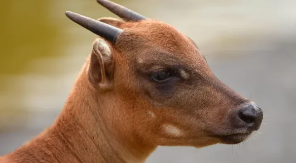 Zoo und so - Tierisch wild!