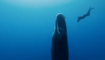 Thalassa, aventures extrêmes
