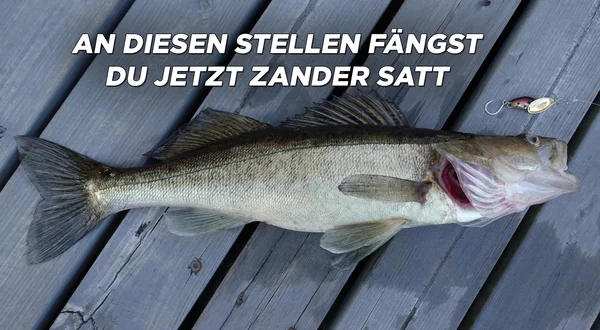 An diesen Stellen fängst du jetzt Zander satt