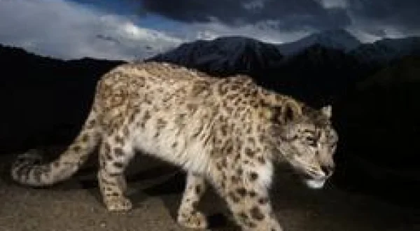 Le léopard d'Afghanistan