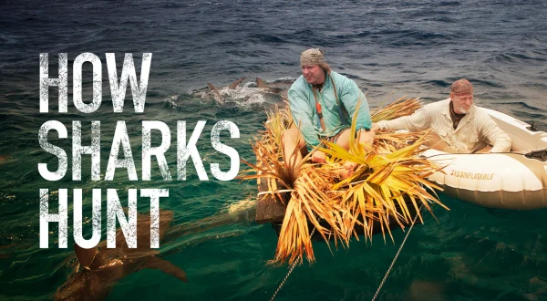 How Sharks Hunt