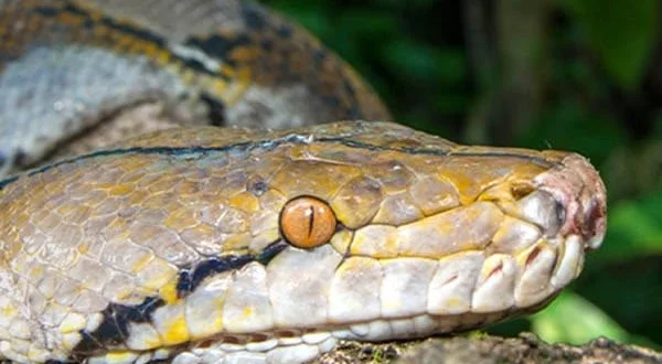 Borneo da salvare