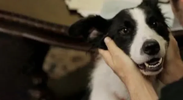 Cooper un amour de chien
